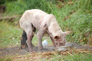 Bali Street Dog Feeding